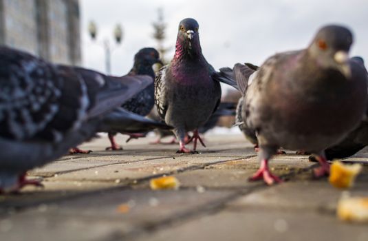 a lot of pigeons in park winter sibiria