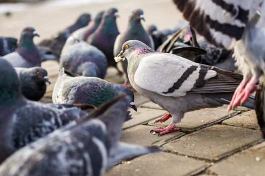 a lot of pigeons in park winter sibiria