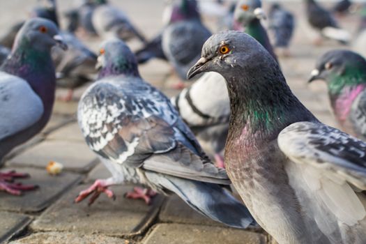 a lot of pigeons in park winter sibiria