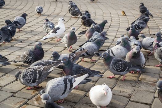 a lot of pigeons in park winter sibiria