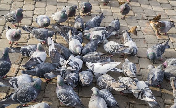 a lot of pigeons in park winter sibiria