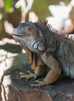 large iguana lizard in the wild close-up