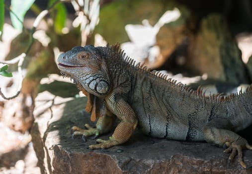 large iguana lizard in the wild close-up