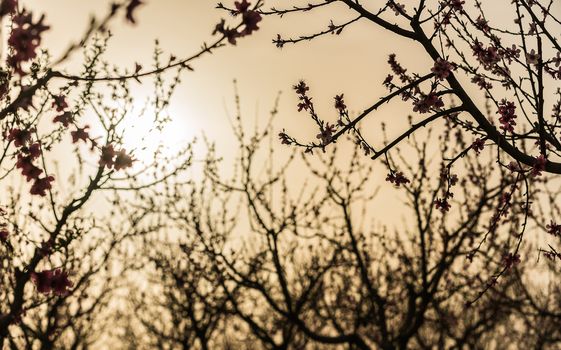 rural landscape, blooming peach garden, agricultural industry