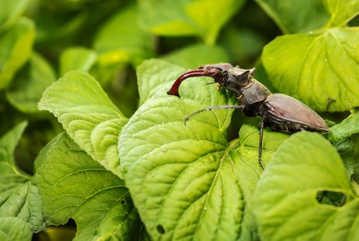Big black beetle with horns on green foliage