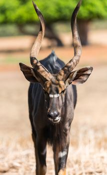 wildlife, animal antelope bongo close-up in nature