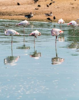 wild nature landscape, pink flamingos in the water