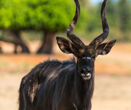 wildlife, animal antelope bongo close-up in nature