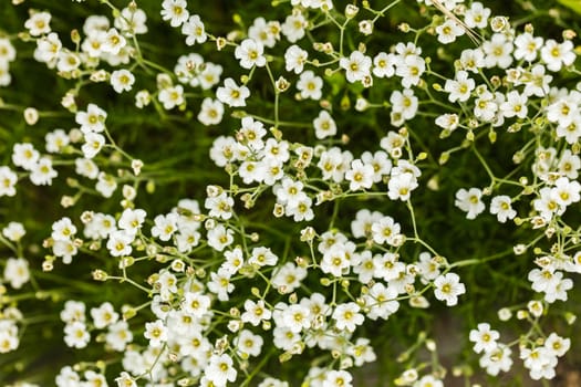 natural background of small white growing flowers close-up