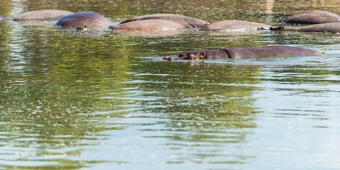 wildlife landscape, wild hippos in the water