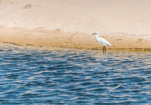 wildlife landscape, bird white heron in the water