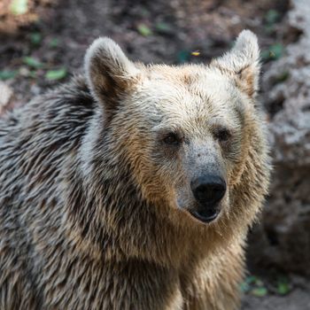 wild animal brown bear, close-up portrait