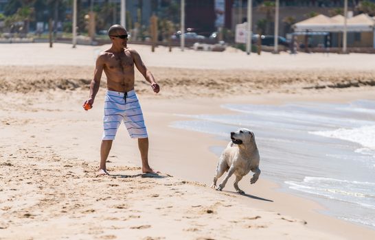 man playing with the dog labrador in a ball on the beach