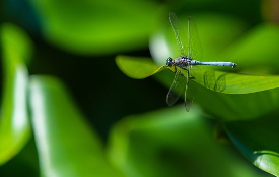 insect of a dragonfly close-up on green leaf