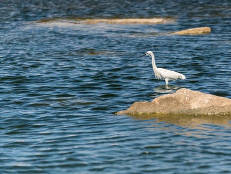 wildlife landscape, bird white heron in the water