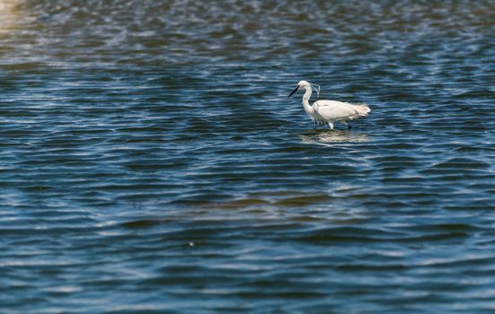 wildlife landscape, white heron in the water