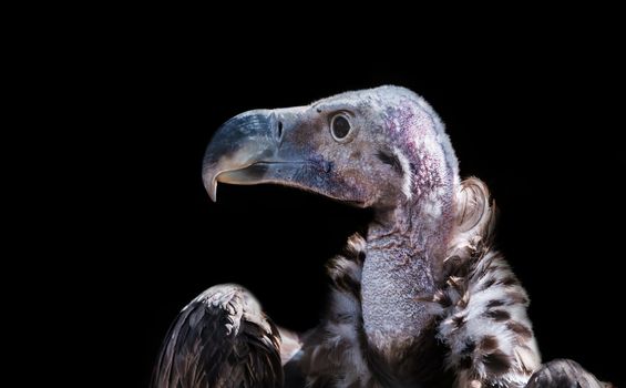 Griffon vulture close-up portrait on a black background