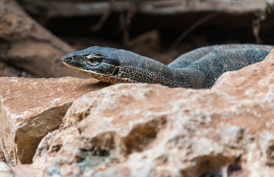  lizard lying on a stone close-up in the wild
