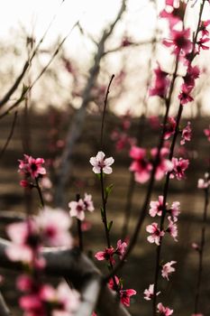 rural landscape, blooming peach garden, agricultural industry