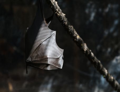 flying foxes in the wild nature close-up