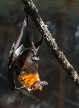 flying foxes in the wild nature close-up