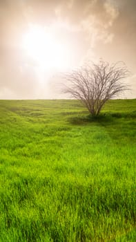 rural landscape, field with green grass and tree