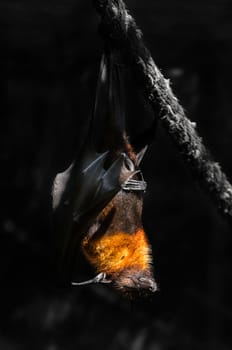 flying foxes in the wild nature close-up