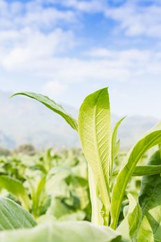 Close up Common tobacco, the Nicotiana tabacum is an annually-growing herbaceous plant