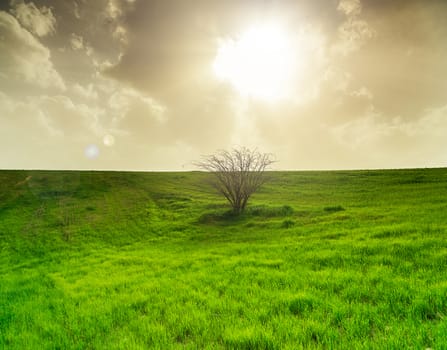 rural landscape, field with green grass and tree