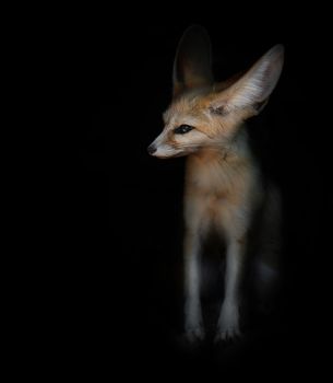 desert fox Fenech sitting on a black background