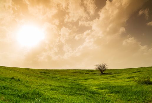 rural landscape, field with green grass and tree
