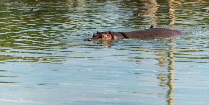 wildlife landscape, wild hippos in the water