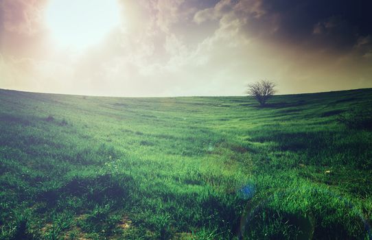 rural landscape, field with green grass and tree