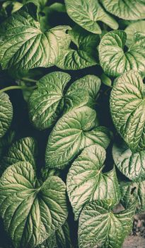 Natural abstract background leaves ground-cover green plant close-up