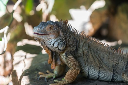 large iguana lizard in the wild close-up