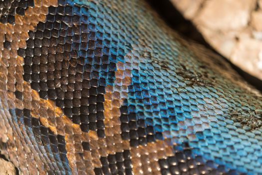 abstract background texture of the python skin close-up
