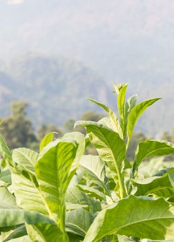 Close up Common tobacco, the Nicotiana tabacum is an annually-growing herbaceous plant