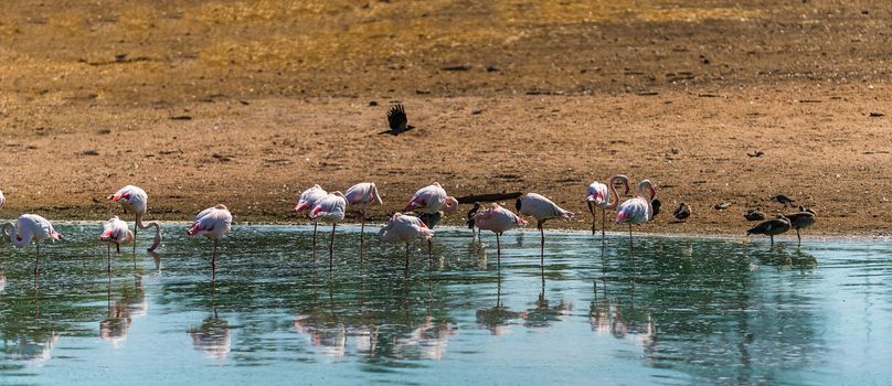 wild nature landscape, pink flamingos in the water