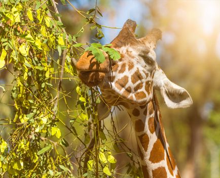 wildlife, animal giraffe eats leaves close-up portrait