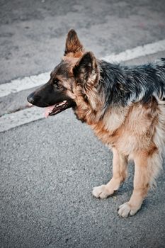 Big happy dog on the street in England. Home pet concept.