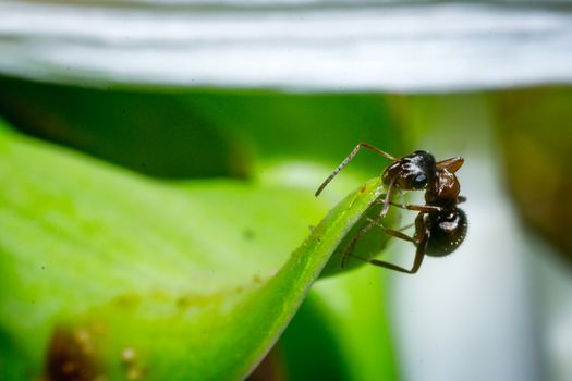 the ant floats close-up macro insect green leaf