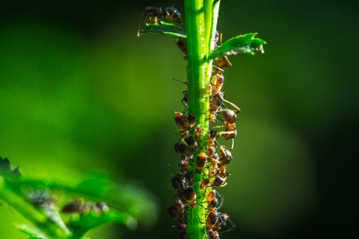 the ant floats close-up macro insect green leaf