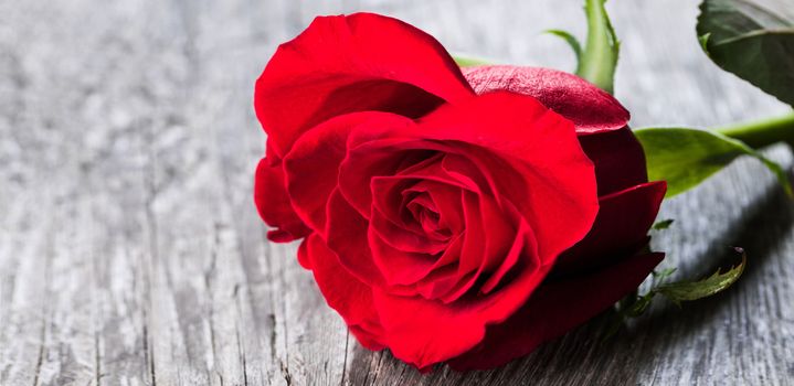 Red rose lying on a wooden table close up