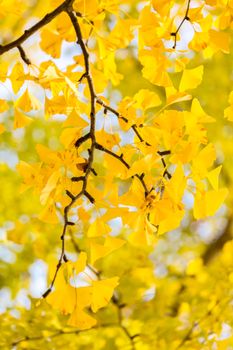 Ginkgo trees in Autumn in Tokyo Japan