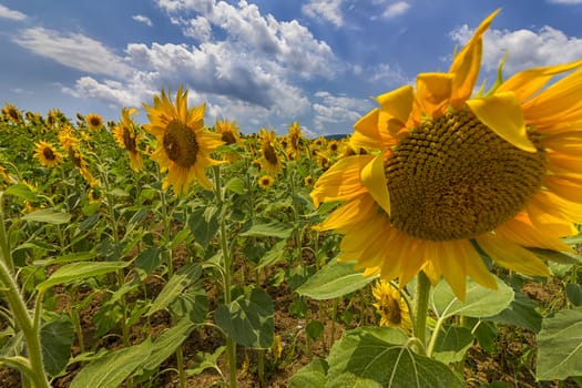 sunflower field under blue sky and big shame sunflower close