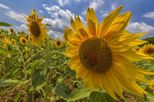 sunflower field under blue sky and big sunflower close