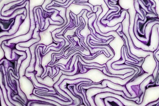 A portion of a red cabbage disposed on a white background