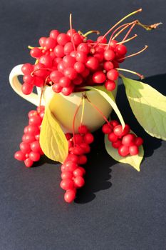 branches of red schizandra and leaves in the cup on the dark background. Harvest of schizandra