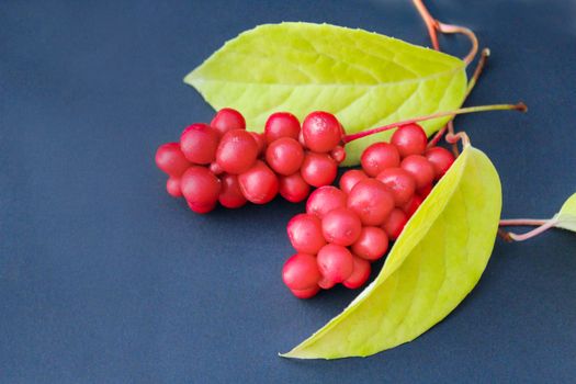 berries of schizandra with leaves on the dark background