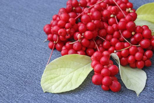 branch of red ripe schisandra with leaves lay on the blue background